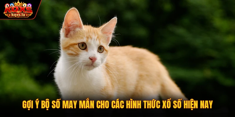 Gợi ý bộ số may mắn cho các hình thức xổ số hiện nay