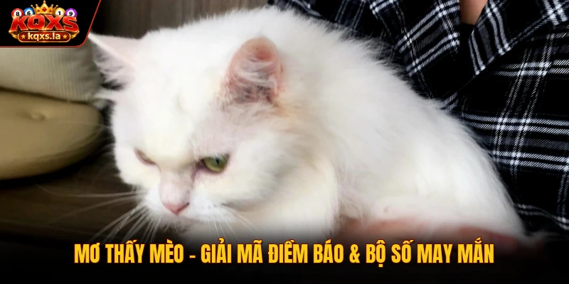 Mơ Thấy Mèo – Giải Mã Điềm Báo & Bộ Số May Mắn 