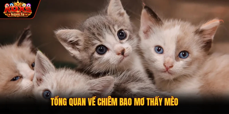 Tổng quan về chiêm bao mơ thấy mèo